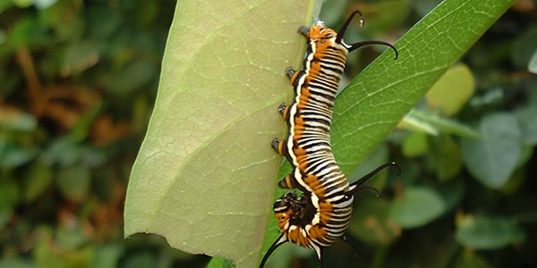 在线轰炸电话网页版